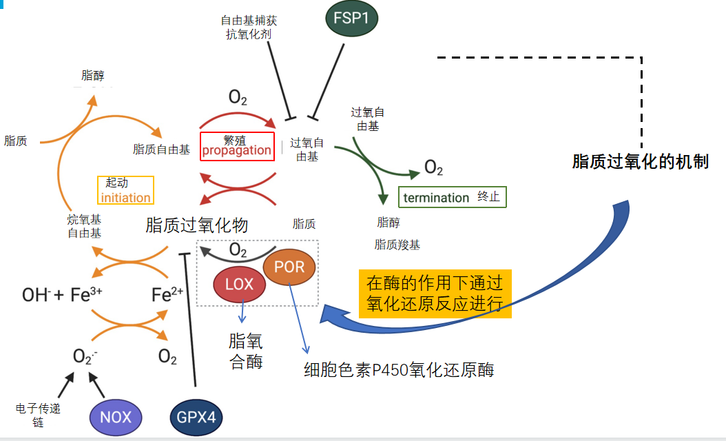 fd5d64b6c9fe5274a1dccbccc97dd6f1_1713940899164689.png